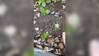 Perripiper Here Is A Garden Update From March 8Th That I Didn T Get A Chance To Put Together & Post xxx onlyfans porn videos